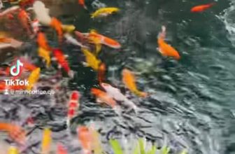 [☕️🇻🇳]  Minh Coffee 🥤 Top1Coffee ☕️ Cùng hoà mình vào thiên nhiên, vào những âm thanh trong trẻo của cuộc sống, nhẹ nhàng và thư thái bên những chú cá tuyệt vời ở M , shares-0✔️ , likes-2❤️️ , date-2023-12-11 04:07:54🇻🇳🇻🇳🇻🇳📰🆕