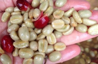 [☕️🇻🇳] ILOTA Coffee Roasters – Cafe rang xay 🥤 Top1Coffee ☕️  CÁC PHƯƠNG PHÁP CHẾ BIẾN CÀ PHÊ HẠT PHỔ BIẾNSau khi được hái và phân loại để loại bỏ những quả chưa chín, cà phê cần được tá , shares-0✔️ , likes-3❤️️ , date-2023-12-15 12:30:00🇻🇳🇻🇳🇻🇳📰🆕