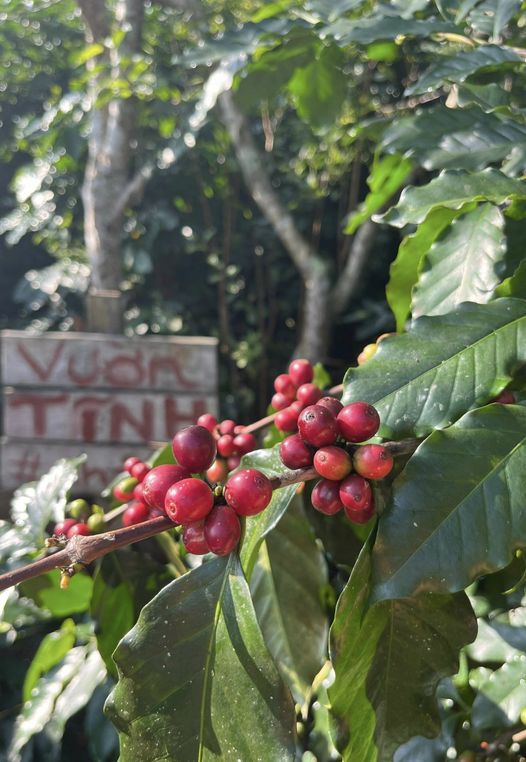 [☕️🇻🇳] Cafe Thái – 27 Triệu Việt Vương – Đây là một quán cà phê nổi bật với không gian của những năm 50 – 60 của thế kỷ 20 🥤 Top1Coffee ☕️ Thêm một mùa thu hoạch rộn ràng
#VườnTĩnh #Thai1926

 , shares-0✔️ , likes-10❤️️ , date-2023-12-11 01:33:35🇻🇳🇻🇳🇻🇳📰🆕