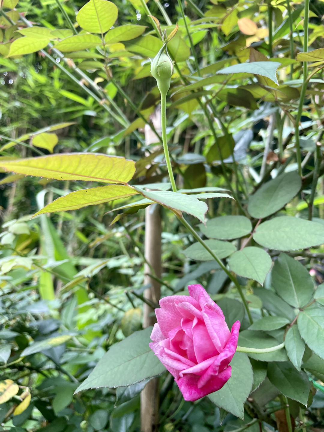 [☕️🇻🇳]  Minh Coffee 🥤 Top1Coffee ☕️ Hồng cổ Sapa bắt đầu nở đẹp lắm mới cả nhà ghé Checkin nhé. 
 team   

 , shares-0✔️ , likes-12❤️️ , date-2023-12-15 01:23:06🇻🇳🇻🇳🇻🇳📰🆕