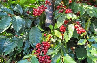 [☕️🇻🇳] Cafe Thái – 27 Triệu Việt Vương – Đây là một quán cà phê nổi bật với không gian của những năm 50 – 60 của thế kỷ 20 🥤 Top1Coffee ☕️ Bình tĩnh quyết tâm thắng vụ này
Quả chín đầy cành, trĩu trịt cây, shares-0✔️ , likes-11❤️️ , date-2023-12-14 02:40:58🇻🇳🇻🇳🇻🇳📰🆕