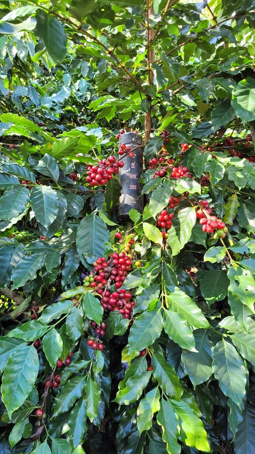 [☕️🇻🇳] Cafe Thái – 27 Triệu Việt Vương – Đây là một quán cà phê nổi bật với không gian của những năm 50 – 60 của thế kỷ 20 🥤 Top1Coffee ☕️ Bình tĩnh quyết tâm thắng vụ này
 Quả chín đầy cành, trĩu trịt cây

 , shares-0✔️ , likes-11❤️️ , date-2023-12-14 02:40:58🇻🇳🇻🇳🇻🇳📰🆕