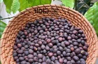 [☕️🇻🇳] ILOTA Coffee Roasters – Cafe rang xay 🥤 Top1Coffee ☕️ CHẾ BIẾN CÀ PHÊ THEO PHƯƠNG PHÁP TỰ NHIÊN (thường được gọi là “Natural processing” hay “Dry process”).Chế biến tự nhiên là kỹ  , shares-0✔️ , likes-1❤️️ , date-2023-12-23 12:00:03🇻🇳🇻🇳🇻🇳📰🆕