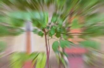 [☕️🇻🇳] ILOTA Coffee Roasters – Cafe rang xay 🥤 Top1Coffee ☕️ Sản lượng Cà phê niên vụ 2023/2024 tại TP Hà Nội
#ILOTA #funy #funyreel #caphenguyenchatrangmoc #ILOTACoffeeRoaster, shares-0✔️ , likes-0❤️️ , date-2023-12-20 12:30:37🇻🇳🇻🇳🇻🇳📰🆕