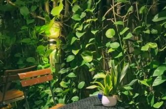 [☕️🇻🇳] BỤI Coffee Chill – Plants 🥤 Top1Coffee ☕️ Mưa đi rồi, trời sẽ nắng, shares-0✔️ , likes-0❤️️ , date-2023-12-22 07:48:46🇻🇳🇻🇳🇻🇳📰🆕