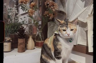 [☕️🇻🇳] Charm Coffee 🥤 Top1Coffee ☕️ Một chiếc mèo không được sen đưa đi tơi Giáng Sinh
Charm Coffee : ngõ 20 Láng Hạ, Đống Đa,HN
Opening hours: 07 am- 22h00  , shares-0✔️ , likes-4❤️️ , date-2023-12-25 08:33:59🇻🇳🇻🇳🇻🇳📰🆕