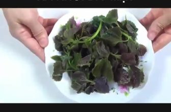 [🆕🇻🇳] Hiền Vinh Hvkids  (Xưởng may HV Kids) 😎❤️️⭐️
Lấy 1 nắm lá tía tô rồi làm thế này, da đen xì, đốm đen chi chít cũng trắng mịn ngay tức khắc. Mọi người tham khảo nhé!, shares-0✔️ , likes-0❤️️ , date-2019-08-31 01:46:42🇻🇳🇻🇳🇻🇳📰🆕