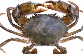 [👨‍🎓🇻🇳] Top 100+ từ vựng tiếng Anh về con vật xung quanh ta