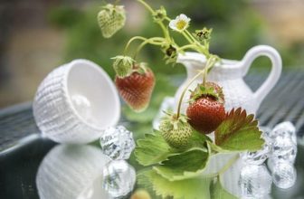 [👨‍🎓🇻🇳] Top 100 từ vựng tiếng Anh về rau củ quả thường gặp