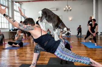 Lớp học Yoga dê [🆕🇻🇳] yogadaily.com.vn