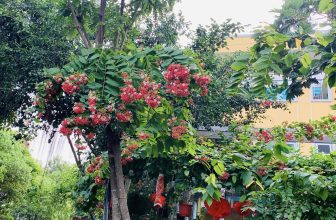 [☕️🇻🇳] KUMO CHAN Coffee and Garden 🥤 Top1Coffee ☕️ Góc Xuân nhà KUMO CHAN Coffee and Garden
Hoa rơi bên thềm, mùi thơm dịu nhẹ, chim chìa cành ríu rít… chuông gió rung rinh. Buồn , shares-1✔️ , likes-10❤️️ , date-2024-01-02 00:31:19🇻🇳🇻🇳🇻🇳📰🆕