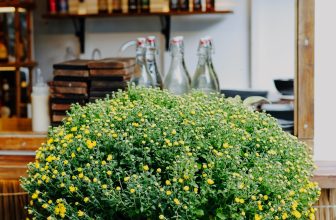 [☕️🇻🇳] OZ Coffee House 🥤 Top1Coffee ☕️  OZ “BÁO TIN MÙA XUÂN VỀ” RỘN RÃ KHẮP PHỐ PHƯỜNG“Xuân đã đến rồi, reo rắc ngàn hồn hoa xuống đời.
Vui trong bình minh, muôn  , shares-1✔️ , likes-11❤️️ , date-2024-01-15 04:42:25🇻🇳🇻🇳🇻🇳📰🆕