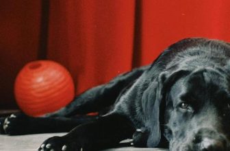 [☕️🇻🇳] Le Petit Cafe’ 🥤 Top1Coffee ☕️ Sunshines ơi  Quán hiện đã trở lại giá bán cũ và có mặt lại trên cả Grabfood và Vill rồi ạ
Chúc mọi người có một năm mới bình a , shares-0✔️ , likes-16❤️️ , date-2024-02-16 01:47:13🇻🇳🇻🇳🇻🇳📰🆕