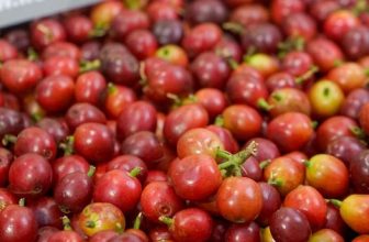 [☕️🇻🇳] ILOTA Coffee Roasters – Cafe rang xay 🥤 Top1Coffee ☕️ [𝐕𝐄̂̀ 𝐂𝐎̛ 𝐁𝐀̉𝐍, 𝐂𝐀̀ 𝐏𝐇𝐄̂ 𝐂𝐔̃𝐍𝐆 𝐋𝐀̀ 𝐌𝐎̣̂𝐓 𝐋𝐎𝐀̣𝐈 𝐓𝐑𝐀́𝐈 𝐂𝐀̂𝐘]– Các loại trái cây phát triển hương vị rõ rệt từ khi trái xanh non , shares-0✔️ , likes-5❤️️ , date-2024-02-17 12:00:09🇻🇳🇻🇳🇻🇳📰🆕