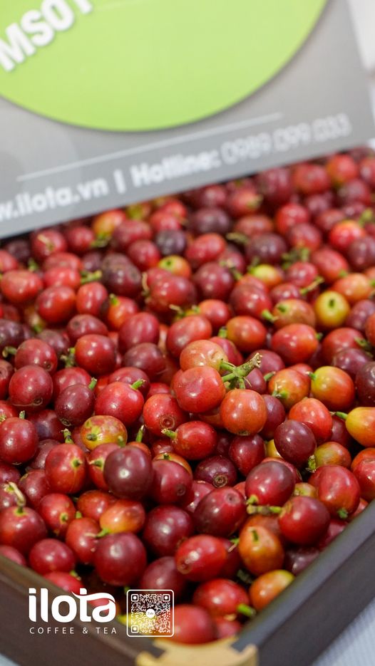 [☕️🇻🇳] ILOTA Coffee Roasters – Cafe rang xay 🥤 Top1Coffee ☕️ [𝐕𝐄̂̀ 𝐂𝐎̛ 𝐁𝐀̉𝐍, 𝐂𝐀̀ 𝐏𝐇𝐄̂ 𝐂𝐔̃𝐍𝐆 𝐋𝐀̀ 𝐌𝐎̣̂𝐓 𝐋𝐎𝐀̣𝐈 𝐓𝐑𝐀́𝐈 𝐂𝐀̂𝐘]– Các loại trái cây phát triển hương vị rõ rệt từ khi trái xanh non , shares-0✔️ , likes-10❤️️ , date-2024-02-17 12:00:09🇻🇳🇻🇳🇻🇳📰🆕
