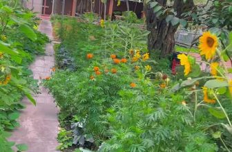 [☕️🇻🇳] Coffee HUỲNH HƯƠNG 🥤 Top1Coffee ☕️ Vườn Khuôn Viên Coffee Huỳnh Hương đã đến mùa thu hoạch trái cây mời Khách ghé thămmmm
Đứng ở vườn mà thơm phức mùi nhãn chín c , shares-0✔️ , likes-3❤️️ , date-2024-02-18 07:39:42🇻🇳🇻🇳🇻🇳📰🆕