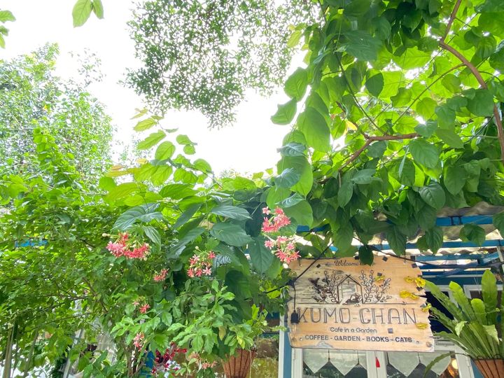 [☕️🇻🇳] KUMO CHAN Coffee and Garden 🥤 Top1Coffee ☕️ Nắng vàng, lá xanh, hoa đỏ, lồng đèn thắm đang đón chờ bạn ghé thăm sau những ngày lễ tết rộn rã.Bình yên 1 chút, … bình yên t , shares-0✔️ , likes-12❤️️ , date-2024-02-14 04:51:03🇻🇳🇻🇳🇻🇳📰🆕