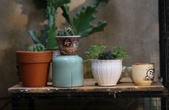 [☕️🇻🇳] BỤI Coffee Chill – Plants 🥤 Top1Coffee ☕️ “Người ta hay cuống cuồng vì những thứ vội vã mà không biết rằng bình yên mới là điều đáng quý nhất.”—–
Bụi Coffee
𝐀𝐝𝐝: 49  , shares-0✔️ , likes-8❤️️ , date-2024-01-27 14:00:31🇻🇳🇻🇳🇻🇳📰🆕