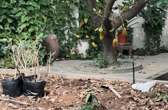 [☕️🇻🇳] La Farine 🥤 Top1Coffee ☕️ 𝐂𝐨̂𝐧𝐠 𝐭𝐫𝐢̀𝐧𝐡 𝐧𝐡𝐨̉ 𝐭𝐚̣𝐢 𝐤𝐡𝐮 𝐯𝐮̛𝐨̛̀𝐧 𝐱𝐚𝐧𝐡Khu vườn đón bạn cùng sợ ngỡ ngàng mới dạo gần đây, vì chúng mình đang trong quá trình  , shares-0✔️ , likes-12❤️️ , date-2024-01-11 14:27:07🇻🇳🇻🇳🇻🇳📰🆕