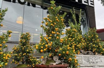 [☕️🇻🇳] Lion Coffee Nam Định 🥤 Top1Coffee ☕️ Hạnh phúc sum vầy – Đong đầy hạnh phúc
Lion Coffee Nam Định
, shares-0✔️ , likes-8❤️️ , date-2024-01-31 03:41:08🇻🇳🇻🇳🇻🇳📰🆕