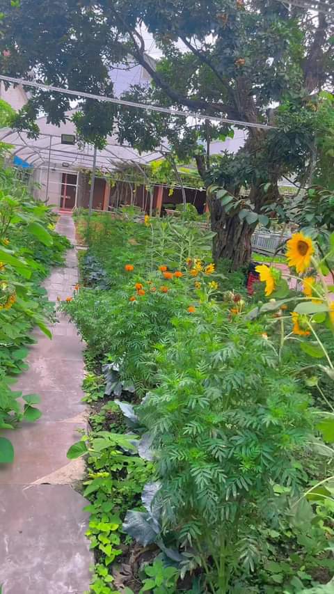 [☕️🇻🇳] Coffee HUỲNH HƯƠNG 🥤 Top1Coffee ☕️ Vườn Khuôn Viên Coffee Huỳnh Hương đã đến mùa thu hoạch trái cây mời Khách ghé thămmmm
 Đứng ở vườn mà thơm phức mùi nhãn chín c , shares-0✔️ , likes-2❤️️ , date-2024-02-18 07:39:42🇻🇳🇻🇳🇻🇳📰🆕