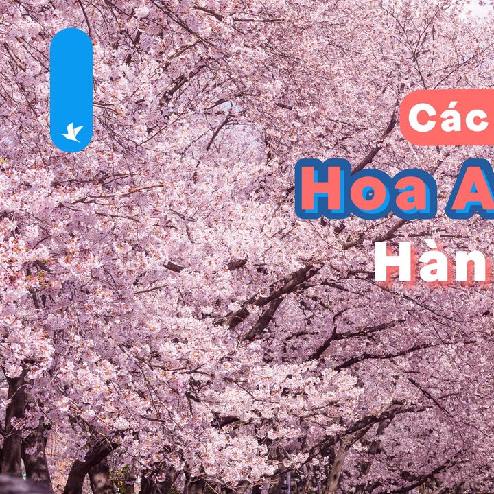 [✈🇻🇳] Traveloka Vietnam – Sống Trải Nghiệm ✈ Top1Travel 🌏 – Đang mê đắm mùa hoa anh đào đẹp lung linh thì đừng bỏ lỡ#TravelokaKhamPha NH …