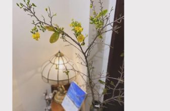 [☕️🇻🇳]  Loi’s Specialty Coffee – Purity🥤 Top1Coffee ☕️ Xuân.Xuân, Hạ, Thu, Đông, rồi lại Xuân.
Lại khởi đầu một vòng tuần hoàn mới của đất trời.Trong cái vòng tròn lặp lại của t , shares-0✔️ , likes-26❤️️ , date-2024-02-09 16:57:23🇻🇳🇻🇳🇻🇳📰🆕