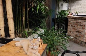 [☕️🇻🇳] TuTuCoffee Ninh Bình 🥤 Top1Coffee ☕️ Lịch nghỉ tết của Tu Tu Coffee: Nghỉ ngày mùng 1 và ngày mùng 2. Quán mở cửa bình thường vào lúc 17h ngày mùng 2 tết. Chúc quý k , shares-0✔️ , likes-6❤️️ , date-2024-02-10 08:36:35🇻🇳🇻🇳🇻🇳📰🆕