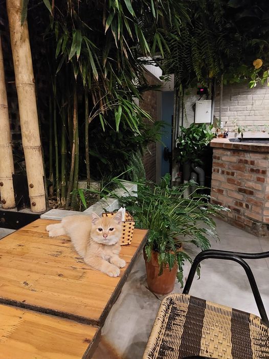 [☕️🇻🇳] TuTuCoffee Ninh Bình 🥤 Top1Coffee ☕️ Lịch nghỉ tết của Tu Tu Coffee: Nghỉ ngày mùng 1 và ngày mùng 2. Quán mở cửa bình thường vào lúc 17h ngày mùng 2 tết. Chúc quý k , shares-0✔️ , likes-6❤️️ , date-2024-02-10 08:36:35🇻🇳🇻🇳🇻🇳📰🆕