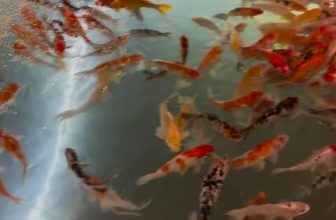 [☕️🇻🇳] Koilands Coffee 🥤 Top1Coffee ☕️  , shares-0✔️ , likes-0❤️️ , date-2024-02-25 09:37:46🇻🇳🇻🇳🇻🇳📰🆕