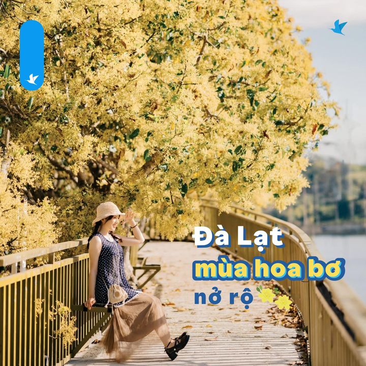 [✈🇻🇳] Traveloka Vietnam – Sống Trải Nghiệm ✈ Top1Travel 🌏 – #TravelokaKhamPha Đà Lạt mùa hoa bơ nở rộ và chiếc view chụp hình siêu mê ly 📸 …