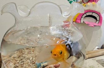 [☕️🇻🇳] Dear November Coffee 🥤 Top1Coffee ☕️ [Góc nhân viên dễ tính]
Nhà Dear được cái nuôi nhân viên mát tay, em nào em nấy trộm vía tròn trùng trục đáng iu hết lấc  Nhược  , shares-0✔️ , likes-16❤️️ , date-2024-02-20 11:33:27🇻🇳🇻🇳🇻🇳📰🆕