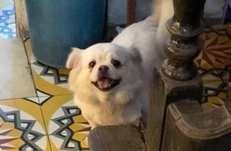 [☕️🇻🇳] Cafe Thọ – Thọ cafe là quán cafe nổi tiếng lâu đời 🥤 Top1Coffee ☕️ Em Bông đã trở về Cafe Thọ an toàn tuy có chút đói khát sau 5 ngày bị trộm chó bắt
, shares-0✔️ , likes-41❤️️ , date-2020-12-07 15:30:45🇻🇳🇻🇳🇻🇳📰🆕