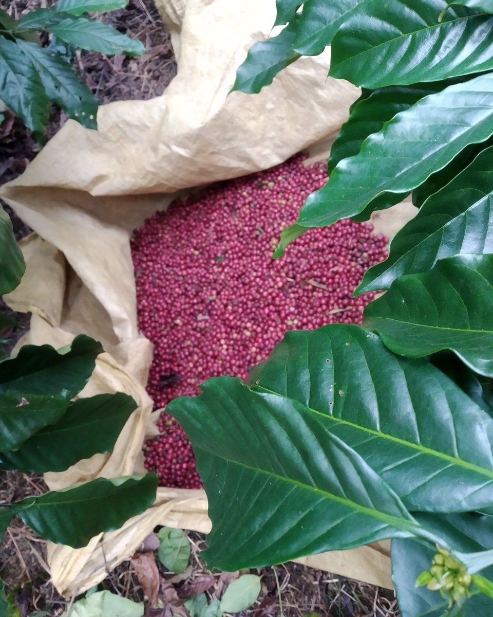 [☕️🇻🇳]  Loi’s Specialty Coffee – Purity🥤 Top1Coffee ☕️  , shares-0✔️ , likes-14❤️️ , date-2021-01-02 20:08:35🇻🇳🇻🇳🇻🇳📰🆕