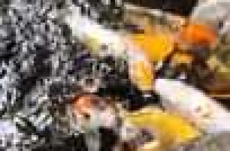 [☕️🇻🇳] Cà phê Ngọc Hà- Cafe sân vườn 🥤 Top1Coffee ☕️ Cafe cá koi tại COFFEE NGOC HA
, shares-0✔️ , likes-10❤️️ , date-2021-02-22 08:45:28🇻🇳🇻🇳🇻🇳📰🆕