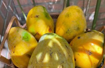 [☕️🇻🇳] Fcoffee 🥤 Top1Coffee ☕️ Chào đón tuần mới tràn đầy năng lượng cùng Fcoffee, trái cây tươi ngon đã sẵn sàng phục vụ quý khách! Mùa dịch mùa nắng không gì , shares-0✔️ , likes-6❤️️ , date-2021-06-21 03:35:25🇻🇳🇻🇳🇻🇳📰🆕