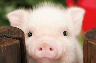 [☕️🇻🇳] 15.22 café – wine – live music 🥤 Top1Coffee ☕️  𝐂𝐇𝐔́𝐍𝐆 𝐌𝐈̀𝐍𝐇 𝐗𝐈𝐍 𝐋𝐎̂̃𝐈!-Lượng thức ăn để nuôi chúng tớ thực ra nhiều hơn số lượng thực phẩm nuôi con người rất nhiều.
Biế , shares-9✔️ , likes-36❤️️ , date-2021-08-16 13:55:38🇻🇳🇻🇳🇻🇳📰🆕