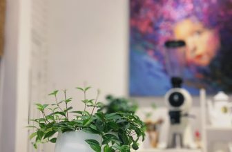 [☕️🇻🇳]  Loi’s Specialty Coffee – Purity🥤 Top1Coffee ☕️ Quà đậm tình nhận nặng timCó nhóm khách hàng thân thiết lục tung mạng xã hội tìm bằng được một chậu cây tên gọi Bình An tặng P , shares-0✔️ , likes-31❤️️ , date-2021-11-30 09:47:10🇻🇳🇻🇳🇻🇳📰🆕