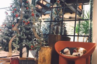 [☕️🇻🇳] 4 ĐỒNG 5 🥤 Top1Coffee ☕️ Vẫn là cây thông ấy
Nhưng hôm nay lại đón tiếp rất nhiều bạn nhỏ 4 chân đáng yêu (chưa kịp xin hình nữa)
Mọi người có thể dẫn , shares-2✔️ , likes-20❤️️ , date-2021-12-15 10:37:42🇻🇳🇻🇳🇻🇳📰🆕