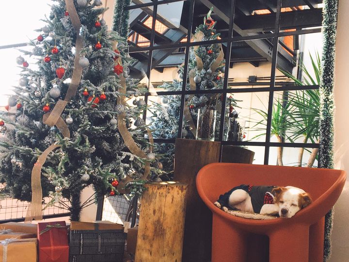 [☕️🇻🇳] 4 ĐỒNG 5 🥤 Top1Coffee ☕️ Vẫn là cây thông ấy
Nhưng hôm nay lại đón tiếp rất nhiều bạn nhỏ 4 chân đáng yêu (chưa kịp xin hình nữa)
Mọi người có thể dẫn , shares-2✔️ , likes-20❤️️ , date-2021-12-15 10:37:42🇻🇳🇻🇳🇻🇳📰🆕