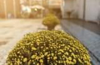 [☕️🇻🇳] La Gare Coffee 🥤 Top1Coffee ☕️ [ TẾT  2022 ] . . . lối nhỏ . . .  #lagarecoffee #lagare #tetnhamdan2022
_________________________
449 Nguyễn Thị Thập, Phườn , shares-0✔️ , likes-13❤️️ , date-2022-01-22 01:16:33🇻🇳🇻🇳🇻🇳📰🆕