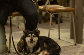 [☕️🇻🇳] Ochata Coffee  🥤 Top1Coffee ☕️ 𝐂𝐨𝐦𝐞 𝐨𝐧 𝐥𝐢𝐭𝐭𝐥𝐞 𝐟𝐞𝐥𝐥𝐚.  Bạn nhỏ xinh xắn và ngoan cực
Quán có vườn, rất thoải mái cho các bé ngoan ! 𝐎𝐜𝐡𝐚𝐭𝐚 𝐂𝐨𝐟𝐟𝐞𝐞
/6A Ngô Thờ , shares-0✔️ , likes-29❤️️ , date-2022-03-09 10:00:03🇻🇳🇻🇳🇻🇳📰🆕