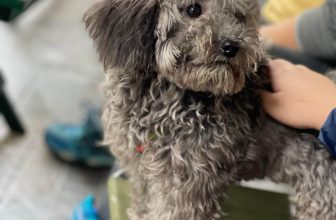 [☕️🇻🇳] Tungbook Coffee Hà Nội 🥤 Top1Coffee ☕️ Yêu bạn APU này toá
, shares-0✔️ , likes-8❤️️ , date-2022-03-19 09:42:57🇻🇳🇻🇳🇻🇳📰🆕