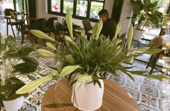 [☕️🇻🇳] Tungbook Coffee Hà Nội 🥤 Top1Coffee ☕️ Em xuống phố, dịu dàng duyên dáng
Trắng tinh khôi trong sáng ngây thơ
Lung linh hoa nắng ngẩn ngơ
Loa kèn thổi khúc đợi chờ h , shares-0✔️ , likes-14❤️️ , date-2022-04-08 14:42:31🇻🇳🇻🇳🇻🇳📰🆕