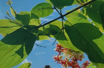 [☕️🇻🇳] 22 phẩy 5 coffee 🥤 Top1Coffee ☕️ Mở tung cửa sổ đón ánh mặt trời
lại một ngày ngày mới đã ghé thăm tôi
hãy ghé lại nào kìa bầy chim ơi
hã , shares-0✔️ , likes-24❤️️ , date-2022-05-10 01:53:55🇻🇳🇻🇳🇻🇳📰🆕