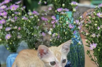 [☕️🇻🇳] 22 phẩy 5 coffee 🥤 Top1Coffee ☕️ Có một ngôi nhà nhỏ, ở đó có bán cà phê, và một em bé mèo đang ngồi chờ mọi người ghé chơi.
Bé Cam chúc mọi người một ngày cuố , shares-0✔️ , likes-50❤️️ , date-2022-07-10 02:24:28🇻🇳🇻🇳🇻🇳📰🆕