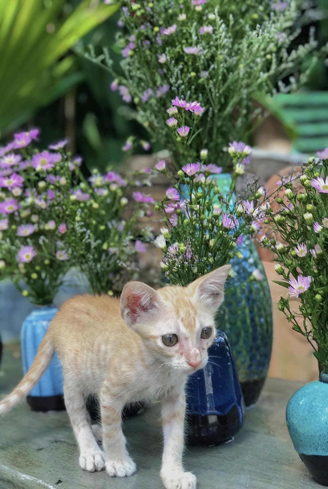 Có một ngôi nhà nhỏ, ở đó có bán cà phê, và một em bé mèo đang ngồi chờ mọi người ghé chơi.
Bé Cam chúc mọi người một ngày cuố