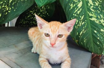 [☕️🇻🇳] 22 phẩy 5 coffee 🥤 Top1Coffee ☕️ Cam nằm đây từ chiềuuu
Chào bà con cô bác ạ !
———
#22phay5coffee
#ngoinhanhocobancafe
K33/H2/20 Nam Cao, Liên Chiểu, Đà Nẵng , shares-0✔️ , likes-27❤️️ , date-2022-07-18 12:25:00🇻🇳🇻🇳🇻🇳📰🆕