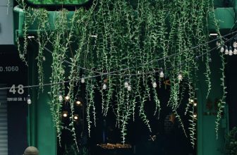 [☕️🇻🇳] r ê u . coffee 🥤 Top1Coffee ☕️ Check in với r ê u . coffee   : r ê u . coffee
: 46 Trịnh Văn Cấn, Cầu Ông Lãnh, Quận 1, HCM
: 0879.46.66.46
: 07h00 sáng – 0 , shares-1✔️ , likes-49❤️️ , date-2022-11-08 13:23:15🇻🇳🇻🇳🇻🇳📰🆕