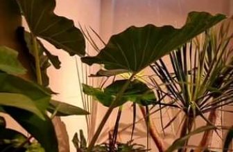 [☕️🇻🇳] 15.22 café – wine – live music ☕️ Top1Coffee ☕️ Rainy day @15.22cafe, shares-0✔️ , likes-0❤️️ , date-2023-01-03 02:10:23🇻🇳🇻🇳🇻🇳📰🆕